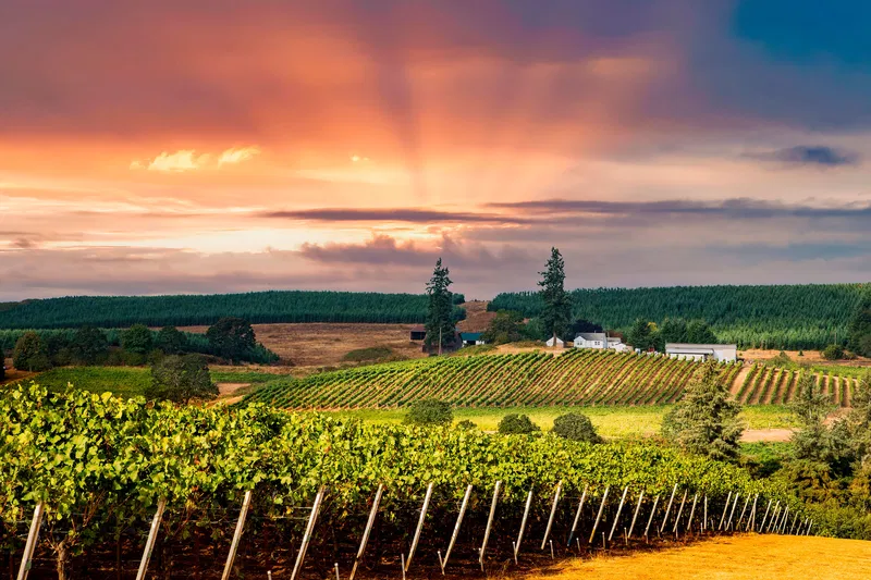 A vineyard bathed in golden sunset light, with rows of grapevines and a scenic horizon.